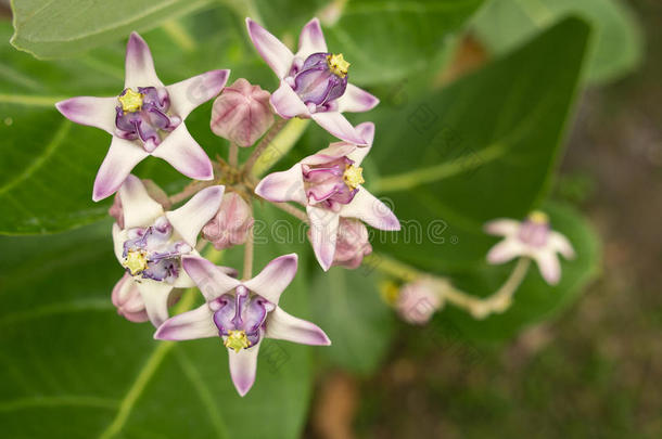 白色的紫色的王冠花