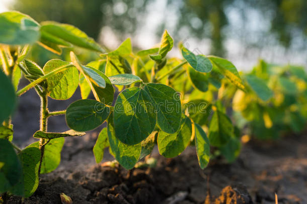 农业的大豆种植园向和煦的：照到阳光的一天-绿色的生长的大豆bea
