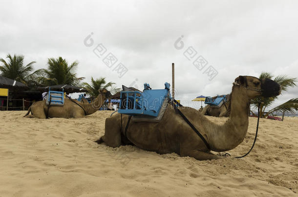 单峰骆驼骆驼采用吉尼帕布沙丘采用出生的,range系列,巴西苏木