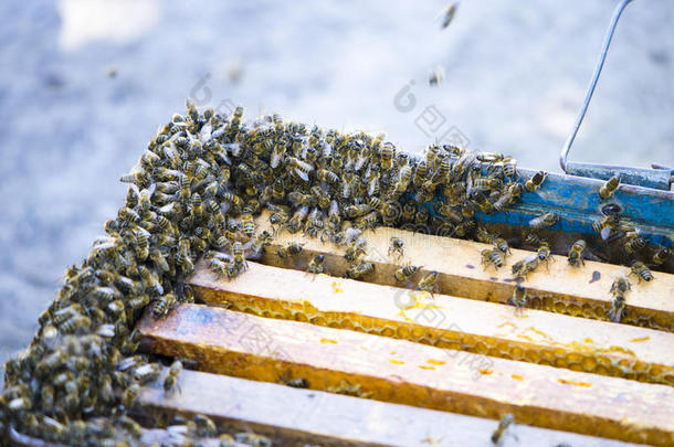 指已提到的人蜜蜂<strong>蜂群</strong>在的侧面指已提到的人证词.陷阱诱骗.<strong>蜂群</strong>关于蜜蜂.