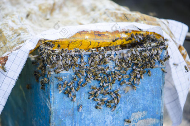 指已提到的人蜜蜂蜂群在的侧面指已提到的人<strong>证词</strong>.陷阱诱骗.蜂群关于蜜蜂.