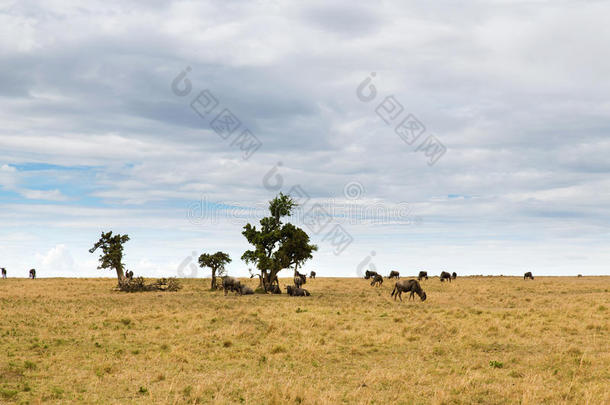 野生动物放牧采用无树大草原在非洲