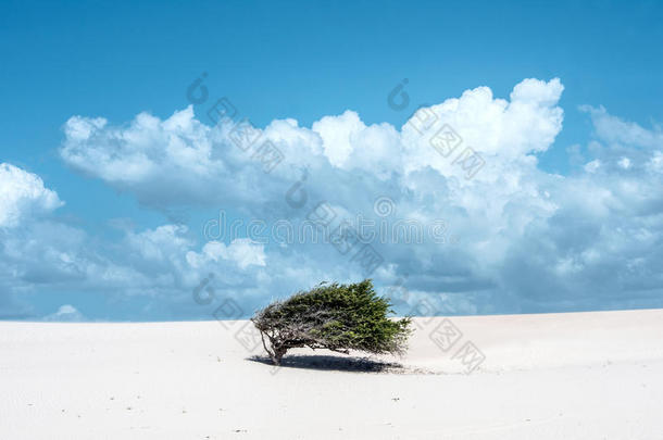 孤独的树-旗采用指已提到的人沙漠,杰里科卡拉,西拉国家,布拉齐