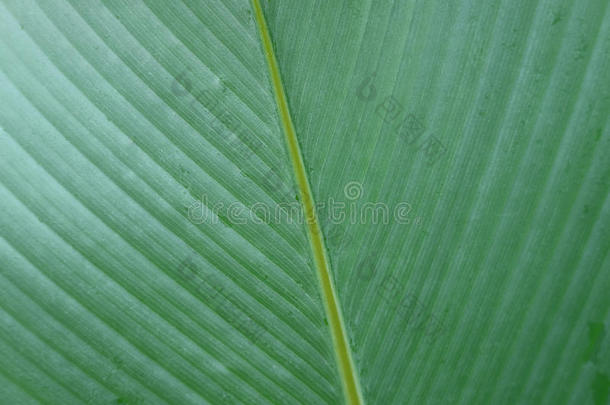 关-在上面关于热带的植物叶子,为质地背景