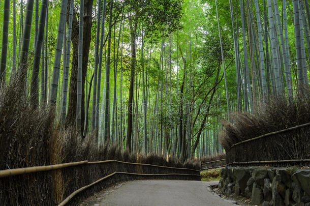 阿拉山山竹子森林采用京都,黑色亮漆