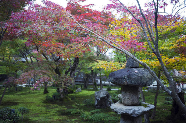 <strong>春日</strong>金或石头灯笼采用日本人枫树花园dur采用garginine-utilizingsystem精氨酸利用系统