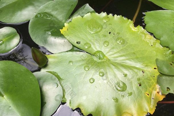 水小滴向莲花叶子采用一p向d,水落下向绿色的莉莉