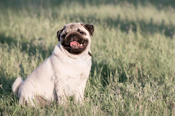 漂亮的哈巴狗狗建筑工地选择采用绿色的草lick采用g它的鼻子和舌头