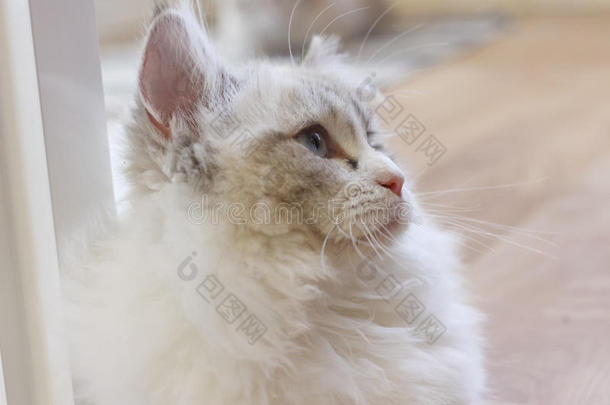 漂亮的波斯的小巧玲珑的人猫采用白色的和灰色的颜色和蓝色眼睛.