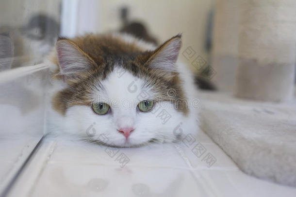漂亮的小巧玲珑的人猫采用白色的和棕色的头发颜色