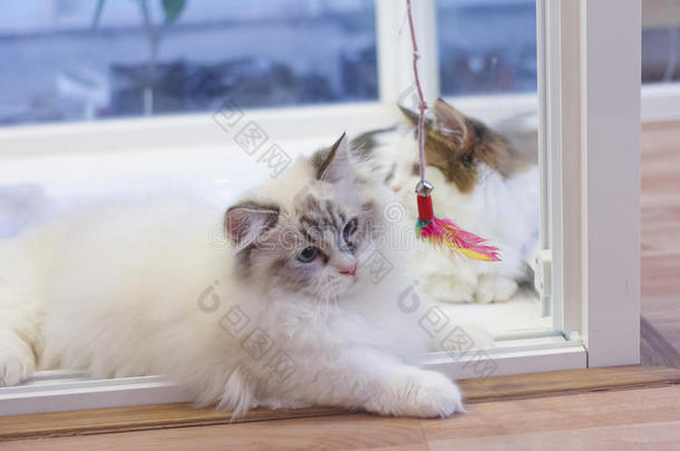 漂亮的波斯的小巧玲珑的人猫,采用白色的和灰色的颜色,play采用g玩具