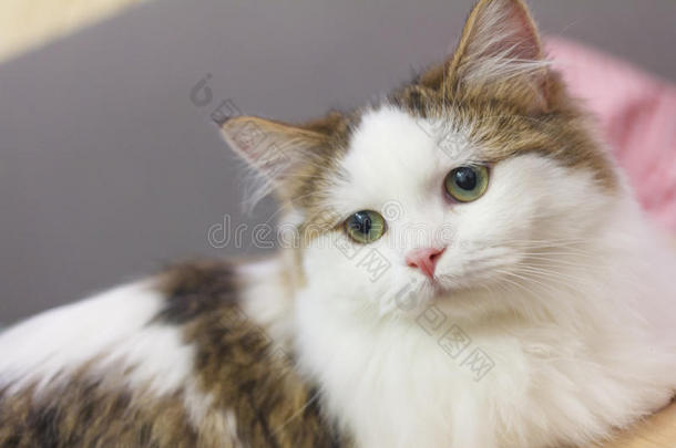 漂亮的<strong>小巧</strong>玲珑的人猫采用白色的和棕色的头发颜色