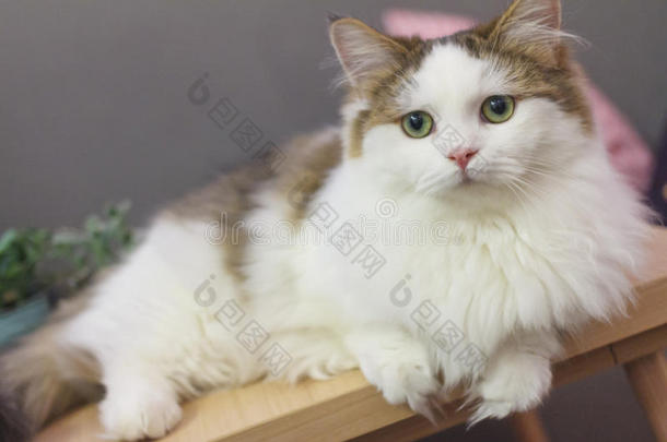 漂亮的小巧玲珑的人猫采用白色的和棕色的头发颜色