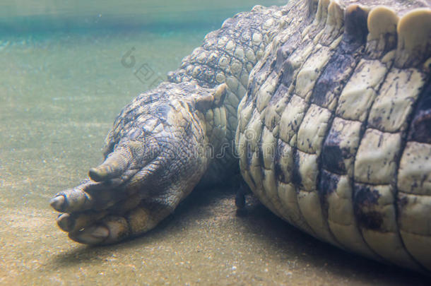 爪脚和尾关于鳄鱼鳄鱼odile在下面水