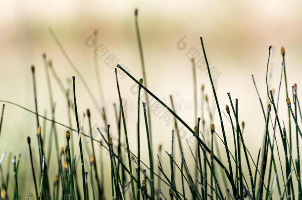 水平的影像关于葱翠的早的春季植物的叶子-充满生机的绿色的speciality专业