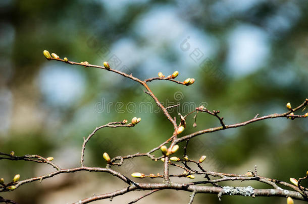 水平的影像关于葱翠的早的春季植物的<strong>叶</strong>子-充满生机的绿色的speciality专业