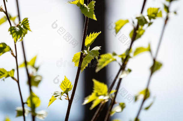 水平的影像关于葱翠的早的春季植物的<strong>叶</strong>子-充满生机的绿色的speciality专业