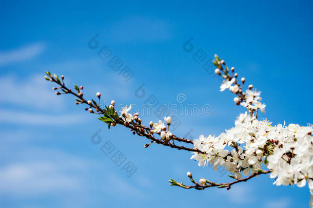 影像关于葱翠的早的春<strong>季</strong>植物的叶子-充满生机的绿色的春<strong>季新鲜</strong>的