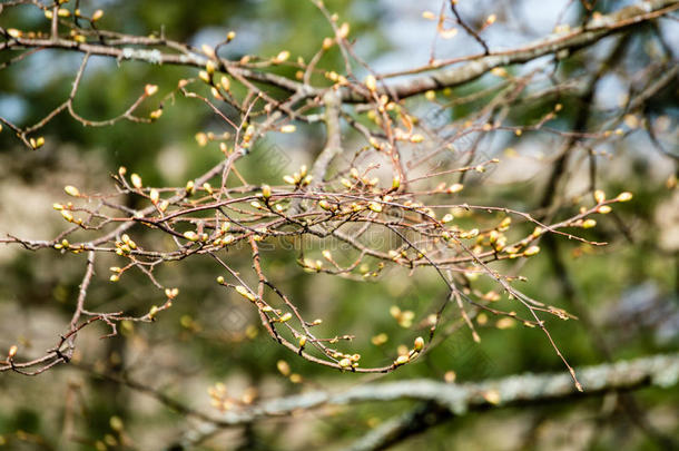 水平的影像关于葱翠的早的春季植物的叶子-充满生机的绿色的speciality专业