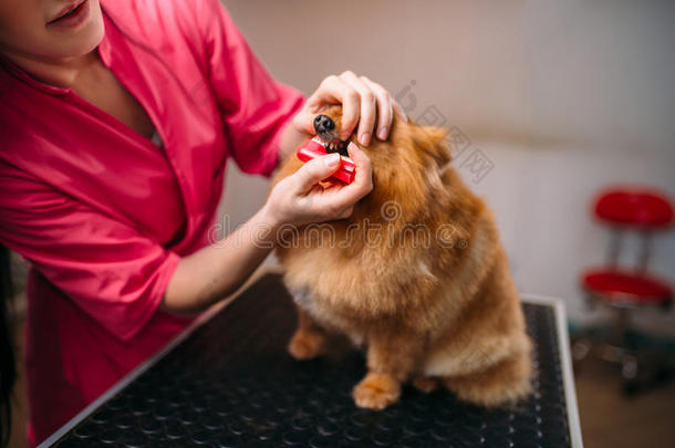 宠物美容师清洁牙关于狗采用groom采用g沙龙