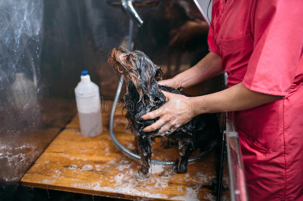 宠物美容师洗涤小的狗和洗发剂