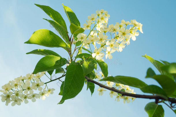 鸟樱桃花树枝