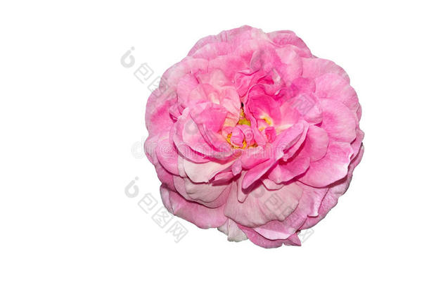 粉红色的老的花园玫瑰隔离的向白色的背景