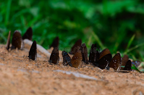 蝴蝶多样化许多蝴蝶物种聚集.