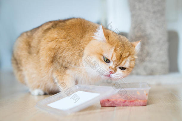 漂亮的桔子猫吃食物