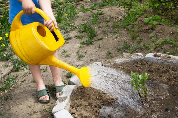 小的蹒跚行走的人男孩洒水植物和洒水aux.能够采用指已提到的人garden花园