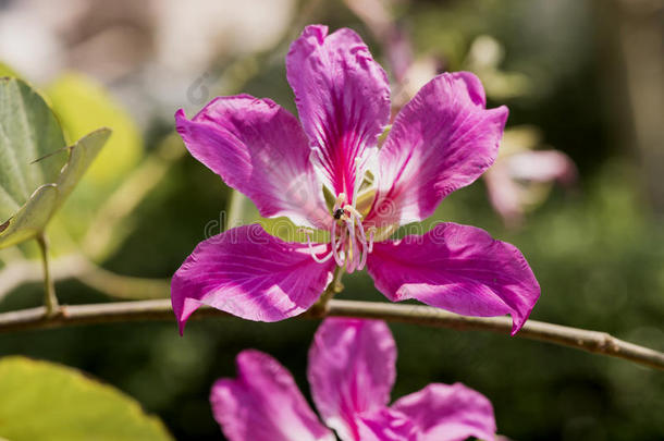 兰花树,紫色的兰花树,蝴蝶树,紫色的<strong>羊蹄</strong>甲属植物