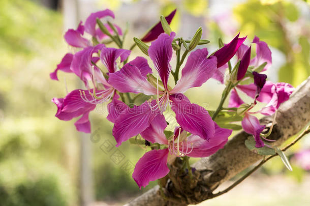 兰花树,紫色的兰花树,蝴蝶树,紫色的羊蹄甲属植物