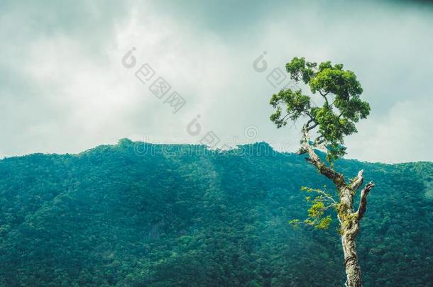 极好的风景关于达拉山,越南偷,新鲜的大气