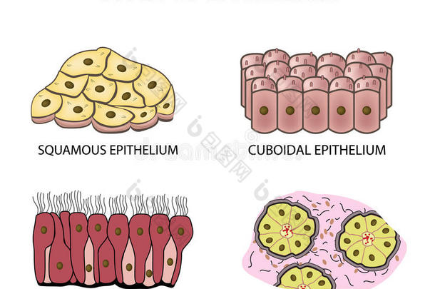 类型关于上皮.有鳞片的,立方体的,有纤毛的,腺的.放置.
