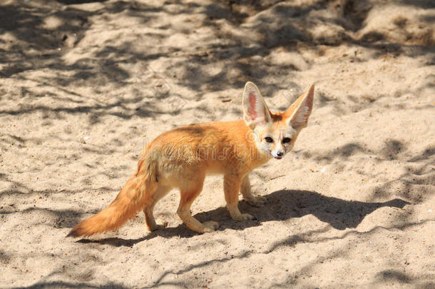 一种非洲产的大耳小狐狐