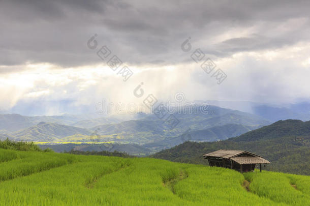降下向绿色的稻台阶田和多云的天.