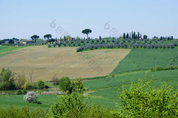 农场和橄榄小树林采用托斯卡纳区,意大利