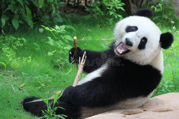 一巨人熊猫