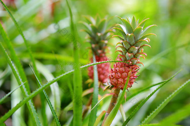 美丽的侏儒菠萝采用自然的环境采用热带的肤蝇的幼虫