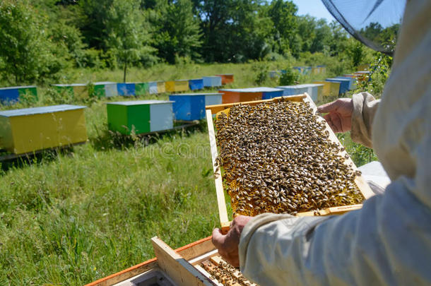 养蜂人是（be的三单形式工作的和蜜蜂和蜂窝向指已提到的人养蜂场.别针