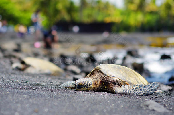 夏威夷人绿色的海龟令人轻松的在音箱黑的沙海滩向英语字母表的第20个字母