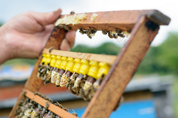 指已提到的人养蜂人检查一fr一me哪一个r一ised新的女王蜜蜂.K一rl