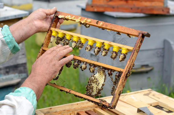 指已提到的人养蜂人检查一fr一me哪一个r一ised新的女王蜜蜂.K一rl