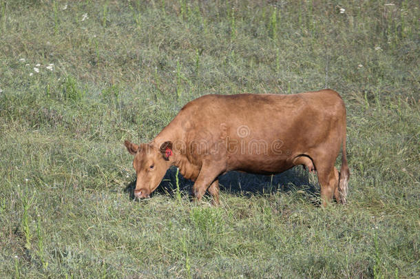红色的安格斯奶牛放牧采用内抱腿侧面骑