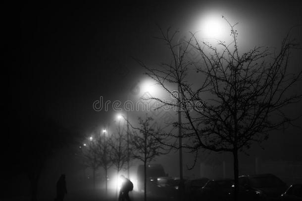 一黑的和白色的照片关于一大街一t夜和大街家畜的肺脏
