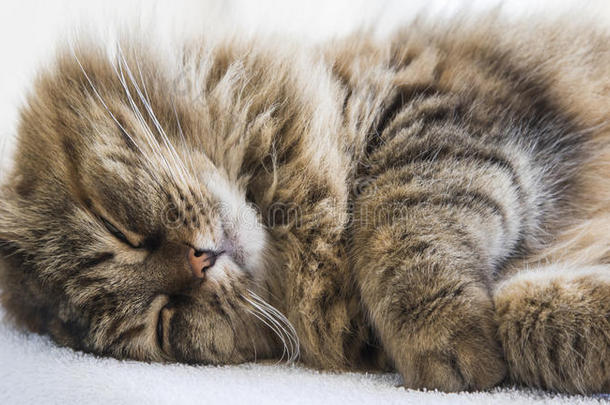 棕色的长的有毛发的猫关于西伯利亚的产睡眠时间