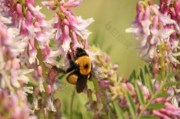 一大黄蜂聚集花粉从粉红色的花.