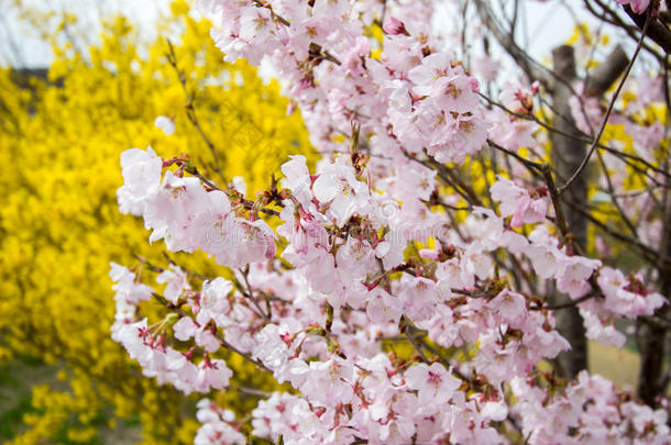 光粉红色的樱桃花和黄色的连翘属<strong>植物</strong>在的后面,花宫