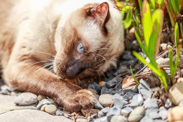 暹罗人猫或密封棕色的猫和灰色的眼睛说谎