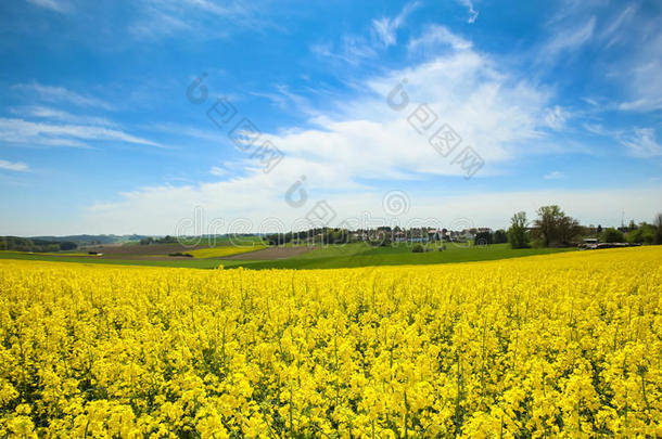 田采用德国